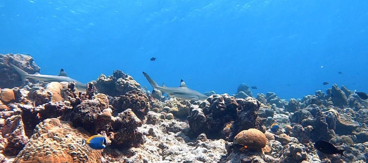 Shamar Guesthouse & Dive Маамигили Экстерьер фото