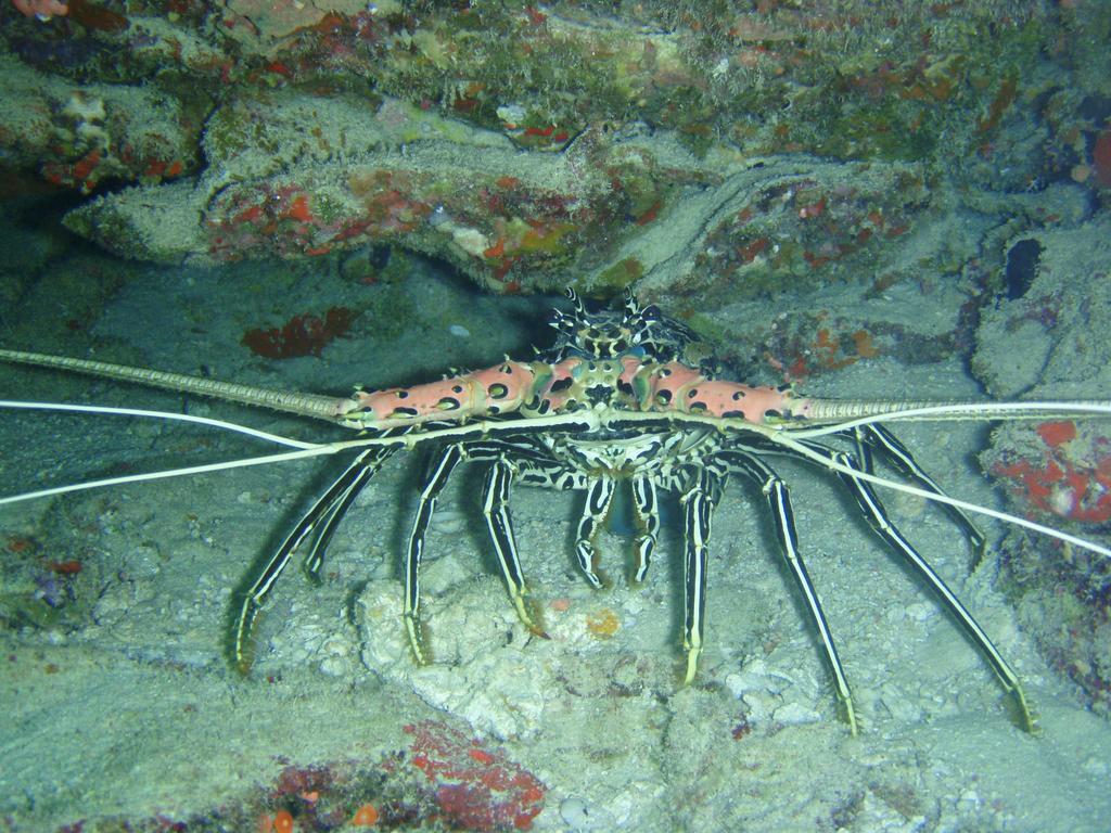 Shamar Guesthouse & Dive Маамигили Экстерьер фото