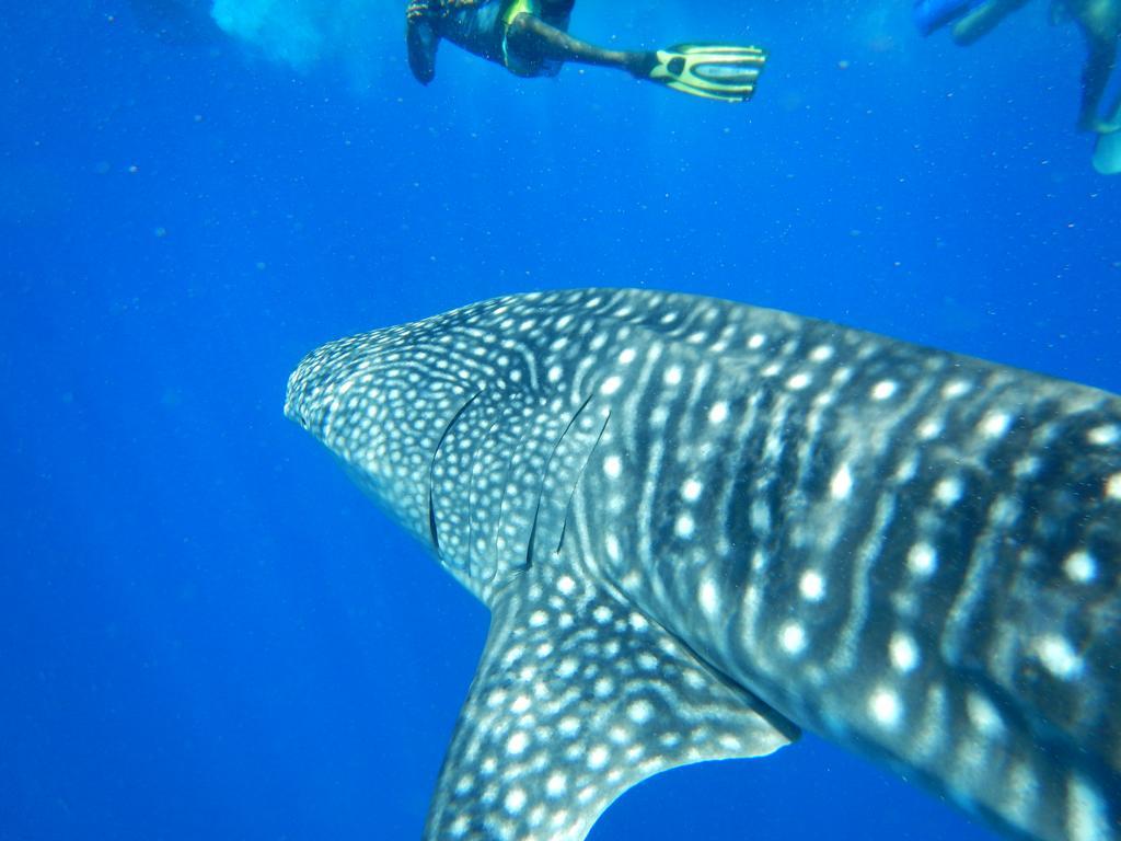 Shamar Guesthouse & Dive Маамигили Экстерьер фото