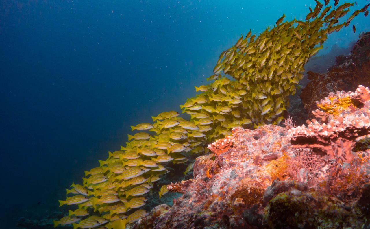 Shamar Guesthouse & Dive Маамигили Экстерьер фото